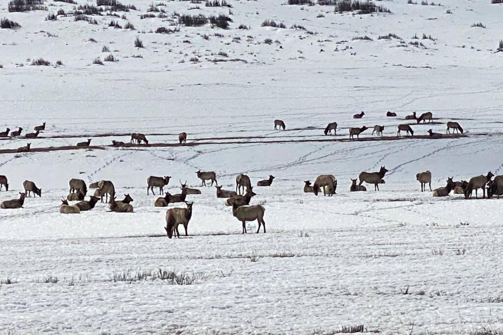 ויקטור Bear Lair At Teton Valley Idaho מראה חיצוני תמונה
