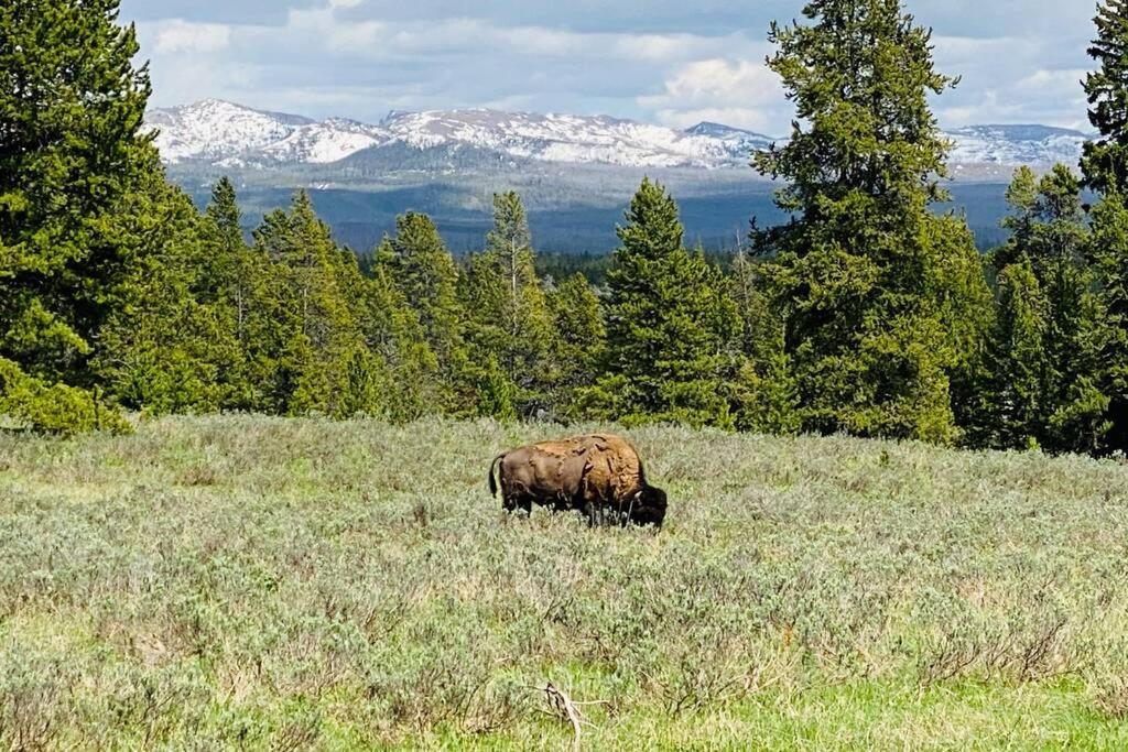 ויקטור Bear Lair At Teton Valley Idaho מראה חיצוני תמונה